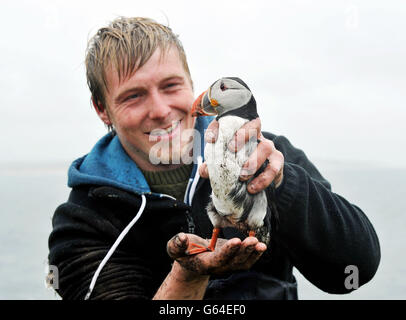 National Trust Puffin Volkszählung Stockfoto