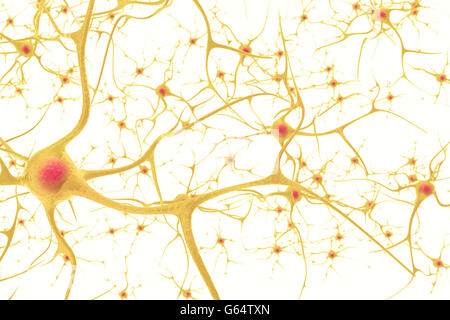 Neuronen im Nervensystem Menschen mit der Wirkung der Tiefenschärfe. 3D Abbildung auf einem weißen Hintergrund Stockfoto