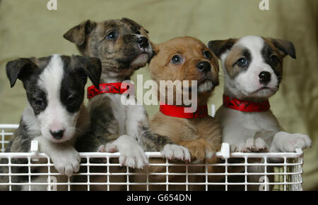 National Canine Defence League Stockfoto