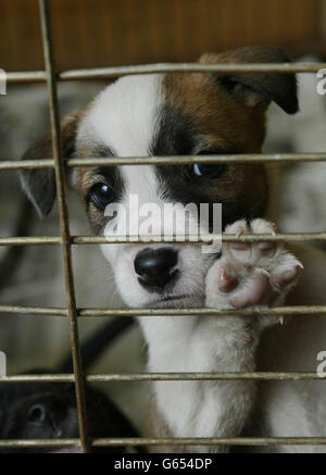 National Canine Defence League Stockfoto