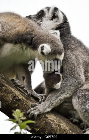 Rascal der neugeborene Ringschwanzlemur wird von Mutter Roxy (hinten) und Vater Rakota (vorne) in den Bristol Zoo Gardens, wo Rascal neben dem Geschwister Dizzy der neueste Familienzuzug ist, gekuschelt. Stockfoto