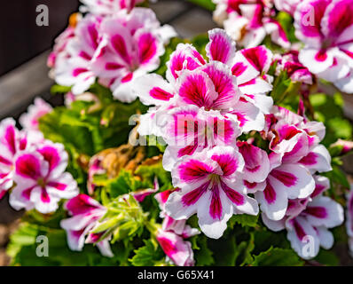 Rosa weiße Kornblume Blume auf natürlichen Hintergrund Stockfoto