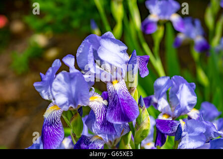 Satz von blaue Orchidee blüht auf natürlichen Hintergrund Stockfoto