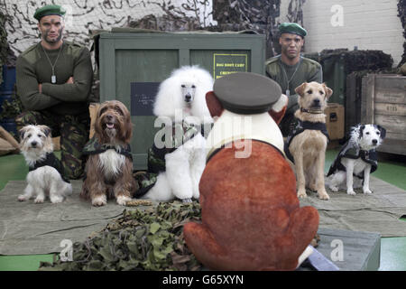 Churchill Insurance Doggy Bootcamp Stockfoto