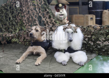 Im Churchill Insurance Doggy Boot Camp im Battersea Dogs and Cats Home in Südlondon werden verschiedene Hunde auf Herz und Nieren geprüft, um die Patenschaft von ITV's Animal Heroes zu feiern. Stockfoto