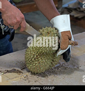 Kreditor peeling Durian für Kunden im Obstmarkt Stockfoto