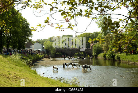 Am zweiten Tag der Appleby Horse Fair, dem jährlichen Treffen von Zigeunern und Reisenden in Appleby, Cumbria, versammeln sich Menschenmassen, um das Waschen von Pferden im Fluss Eden zu beobachten. Stockfoto