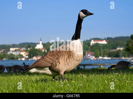 Kanadagans (Branta Canadensis) in Wiese, Starnberger See, Starnberg, Upper Bavaria, Bavaria, Germany Stockfoto
