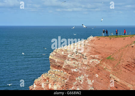 Vogelbeobachter am lummenfelsen mit basstölpel (Morus bassanus), Helgoland, Schleswig-Holstein, Deutschland Stockfoto
