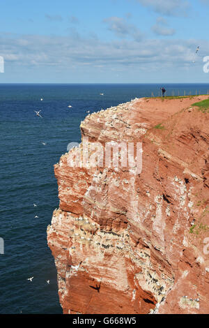 Vogelbeobachter am lummenfelsen mit basstölpel (Morus bassanus), Helgoland, Schleswig-Holstein, Deutschland Stockfoto