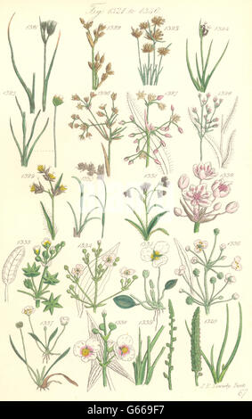 WILDE Blumen: Rush Sternfrucht Wasser-Wegerich Pfeilspitze Pfeil-grass.SOWERBY, 1890 Stockfoto