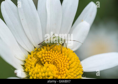 Einen gemeinsamen grünen Kapsid Bug auf einer Ochsen-eyed Daisy Blume Stockfoto