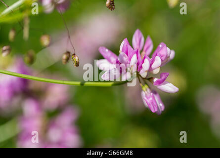 Coronila Varia im Botanischen Garten in Rucphen Holland Stockfoto