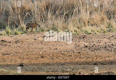 Das Bild der Tiger (Pnathera Tigris) Mayas Cub im Tadoba Nationalpark, Indien Stockfoto