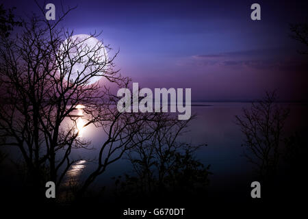 Baum gegen Himmel auf ruhigen See. Silhouetten von Holz und hellen Vollmond wäre ein schönes Bild machen. Stockfoto