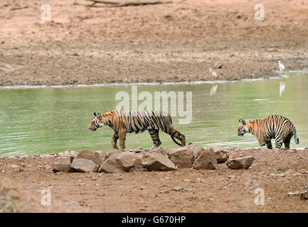 Das Bild der Tiger (Pnathera Tigris) Mayas Cubs in Tadoba Nationalpark, Indien Stockfoto