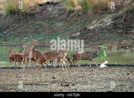 Das Bild der gefleckte Rehe (Achse-Achse) Hirsch und Weibchen in Tadoba Nationalpark, Indien Stockfoto