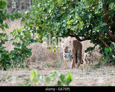 Das Bild der Tiger (Pnathera Tigris) Mayas Cub im Tadoba Nationalpark, Indien Stockfoto