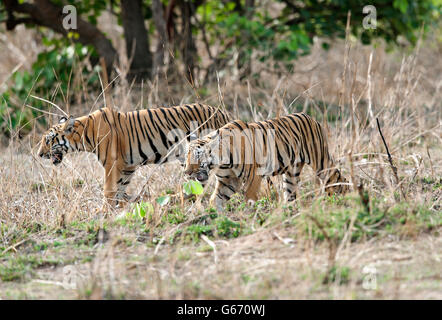 Das Bild der Tiger (Pnathera Tigris) Mayas Cub im Tadoba Nationalpark, Indien Stockfoto