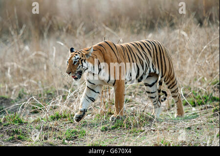 Das Bild der Tiger (Pnathera Tigris) Mayas Cub im Tadoba Nationalpark, Indien Stockfoto