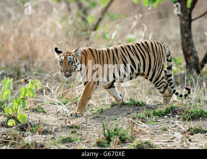 Das Bild der Tiger (Pnathera Tigris) Mayas Cub im Tadoba Nationalpark, Indien Stockfoto