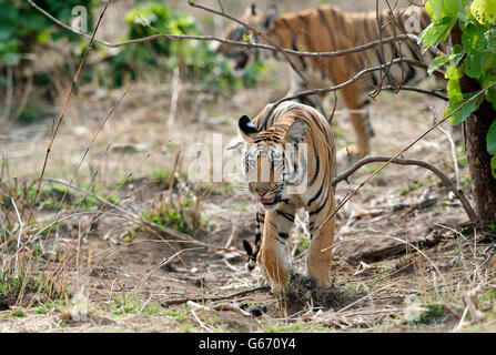 Das Bild der Tiger (Pnathera Tigris) Mayas Cub im Tadoba Nationalpark, Indien Stockfoto