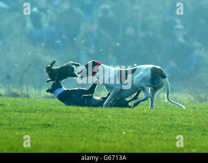 Am Eröffnungstag des Waterloo Cups, dem größten Event der Hasen-Coursing-Saison, springt ein Hase, um den Hunden auszuweichen. Die drei Tage lang in Altcar, in der Nähe von Formby, Lancashire, *..began in trotziger Stimmung stattfindet, als die Organisatoren der Aussicht gegenüberstanden, dass der Sport nächstes Jahr verboten wird, wenn das Hunting Bill Gesetz wird. 23/02/04: Ein Hase, der beim Eröffnungstag des Waterloo Cups, dem größten Event der Hasen-Coursing-Saison, in Altcar, in der Nähe von Formby, Lancashire, den Jagdhunden ausweichen soll. Stockfoto