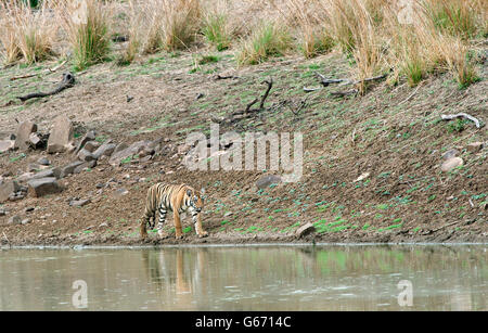 Das Bild der Tiger (Pnathera Tigris) Mayas Cubs in Tadoba Nationalpark, Indien Stockfoto