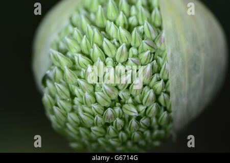 Neue Blüte auf allium Blume Nahaufnahme Stockfoto