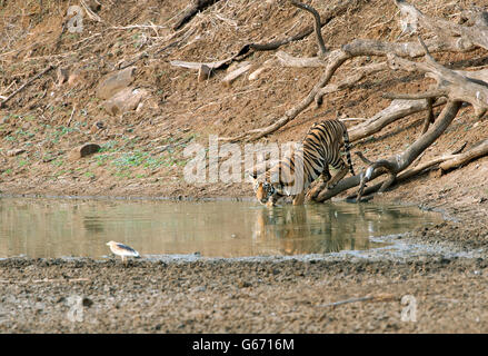 Das Bild der Tiger (Pnathera Tigris) Mayas Cub im Tadoba Nationalpark, Indien Stockfoto