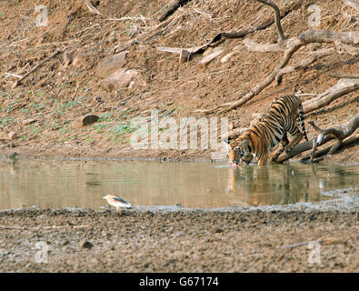 Das Bild der Tiger (Pnathera Tigris) Mayas Cub im Tadoba Nationalpark, Indien Stockfoto