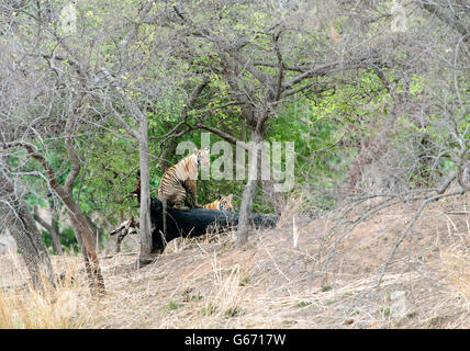 Das Bild der Tiger (Pnathera Tigris) Mayas Cubs in Tadoba Nationalpark, Indien Stockfoto