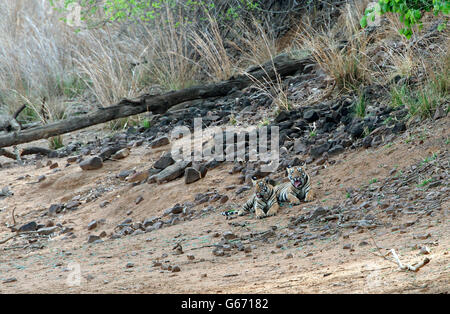 Das Bild der Tiger (Pnathera Tigris) Mayas Cubs in Tadoba Nationalpark, Indien Stockfoto