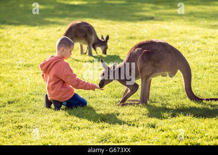 Kleines Kind auf dem Boden saßen und Fütterung Känguru. Stockfoto