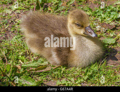 Graugans Entenküken an Slimbridge Stockfoto