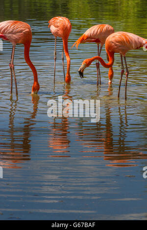 Karibik Flamingo an Slimbridge Stockfoto