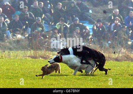 Windhunde jagen einem Hasen nach, während die Zuschauer am Eröffnungstag des Waterloo Cup, dem größten Ereignis der Hasen-Coursing-Saison, auf sie blicken. Die Veranstaltung, die über drei Tage in Altcar, in der Nähe von Formby, Lancashire, stattfindet, *..began in trotziger Stimmung, als die Organisatoren der Aussicht gegenüberstanden, dass der Sport nächstes Jahr verboten wird, wenn das Hunting Bill Gesetz wird. Stockfoto