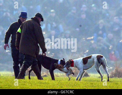 Windhunde jagen einem Hasen nach, während die Zuschauer am Eröffnungstag des Waterloo Cup, dem größten Ereignis der Hasen-Coursing-Saison, auf sie blicken. Die Veranstaltung, die über drei Tage in Altcar, in der Nähe von Formby, Lancashire, stattfindet. *..began in trotziger Stimmung, als die Organisatoren der Aussicht gegenüberstanden, dass der Sport nächstes Jahr verboten wird, wenn das Hunting Bill Gesetz wird. Stockfoto