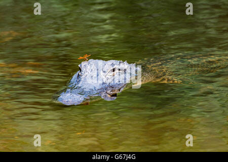 Florida, Big Cypress National Preserve, amerikanischer Alligator (Alligator Mississippiensis) von Turner River Road, Dragonfly betrachtet Stockfoto
