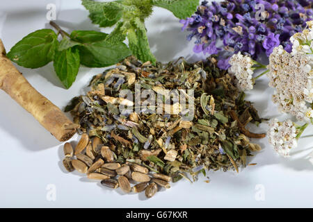 Lavendel, Milch Distel Frucht, Löwenzahnwurzel, Pfefferminze, Schafgarbe, St. Benedikt Distel / (Lavandula Angustifolia), (Silybum Marianum), (Taraxacum Officinale), (Mentha Piperita), (Marrubium Vulgare), (Achillea Millefolium), (Cnicus Benedictus) / Marian Distel Obst, weißer Andorn, gemeinsame Andorn, gesegnete Distel, Heilige Distel Distel entdeckt Stockfoto