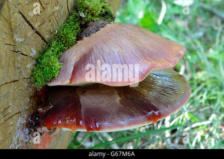 Beefsteak Polypore, Ochsenzunge / (Fistulina Hepatica) Stockfoto