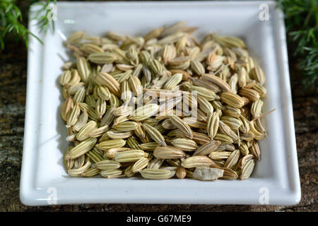 Fenchelsamen / (Foeniculum Vulgare) Stockfoto