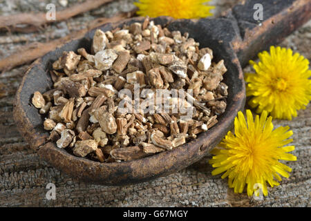 Löwenzahn-Wurzeln / (Taraxacum Officinale) Stockfoto