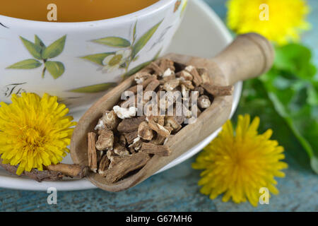 Eine Tasse Löwenzahn Wurzel Tee / (Taraxacum Officinale) Stockfoto