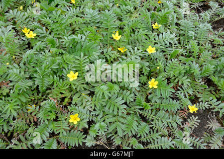 Silverweed / (Potentilla heisses) Stockfoto