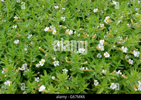 Hedgehyssop, Kraut der Gnade / (Gratiola Officinalis) Stockfoto