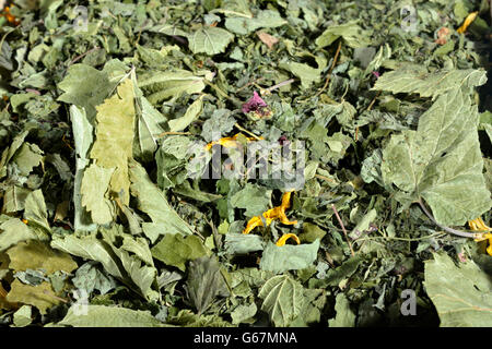 Vier Jahreszeiten, Tee, schwarze Johannisbeere, Balsam, jährliche Sonnenblumen, wilde Erdbeere, Wald-Erdbeere, alpine Strawberry, Europäische Erdbeere, Brennnessel / (Ribes Nigrum, Fragaria Vesca, Melissa Officinalis, Helianthus Annuus, Urtica Dioica) Stockfoto