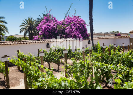 Weingut Weingut Santiago Chile Stockfoto