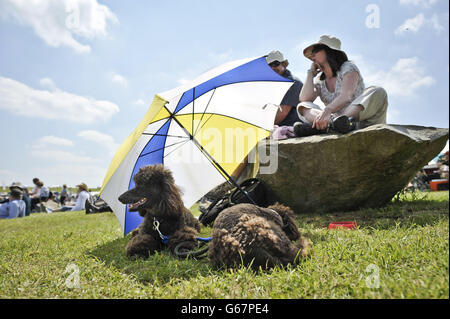 Am dritten Tag der Barbury International Horse Trials im Barbury Castle, Wiltshire, genießen Hunde Schatten unter einem Sonnenschirm in der heißen Sonne. Stockfoto