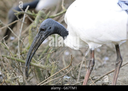 Horizontale Porträt des Erwachsenen von afrikanischen Sacred Ibis Threskiornis Aethiopicus, Fütterung auf dem Boden. Stockfoto